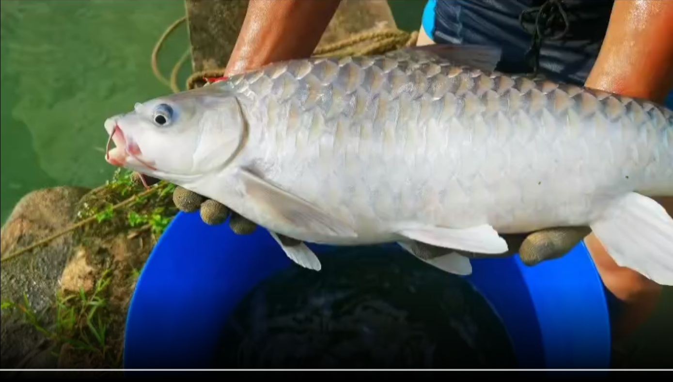 [2025]馬來(lái)西亞忘不了魚(yú)（勿忘我觀賞魚(yú)），馬來(lái)西亞忘不了魚(yú)，馬來(lái)西亞忘不了魚(yú)，珍稀觀賞魚(yú)的獨(dú)特魅力