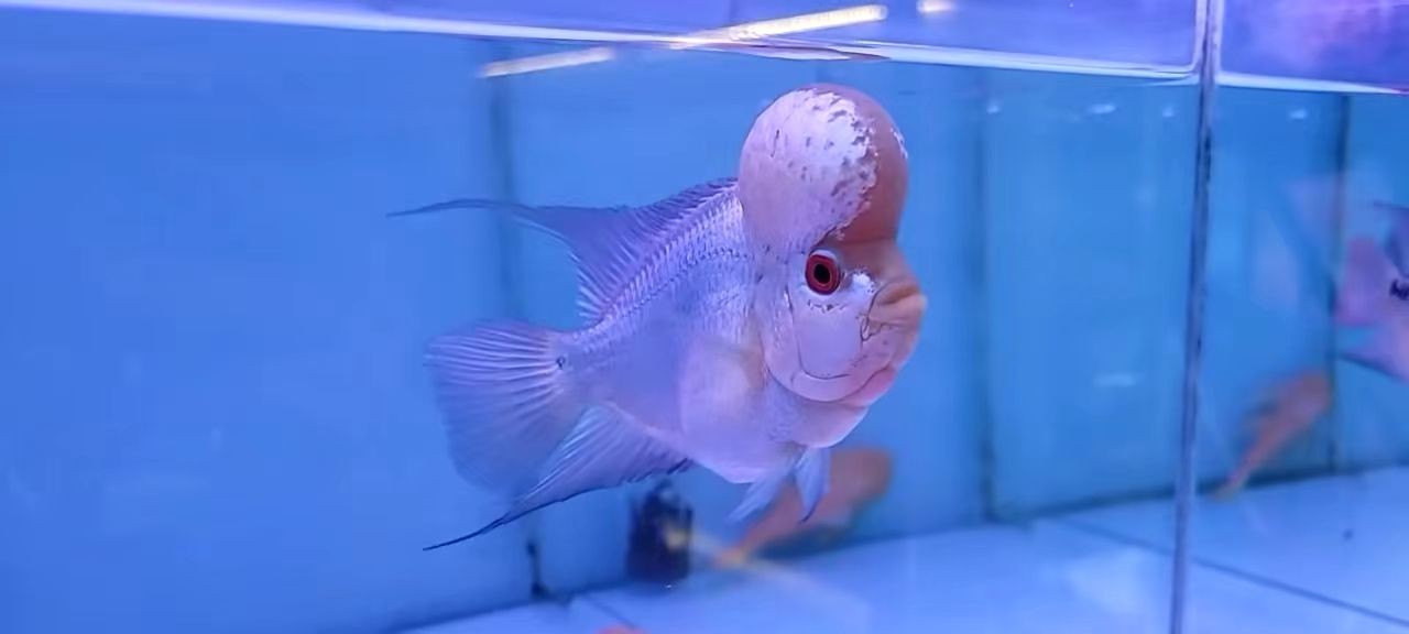 滿銀羅漢魚：滿銀羅漢魚是一種值得養殖的寵物魚類 滿銀羅漢魚：滿銀羅漢魚是一種值得養殖的寵物魚類 羅漢魚批發