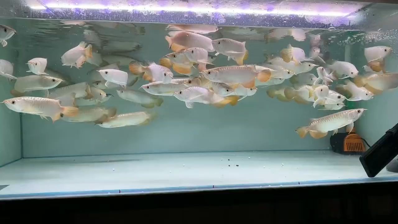 [2025]便宜好貨金龍魚檔口現貨批發：金龍魚檔口現貨批發，金龍魚檔口現貨特惠，便宜好 [2025]便宜好貨金龍魚檔口現貨批發：金龍魚檔口現貨批發，金龍魚檔口現貨特惠，便宜好 龍魚論壇
