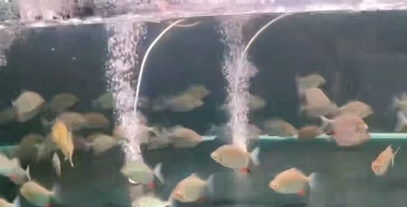 飼料 委內瑞拉紅勾丁魚 委內瑞拉紅勾丁魚 委內瑞拉紅勾丁魚 委內瑞拉紅勾丁魚 委內瑞拉紅勾丁魚