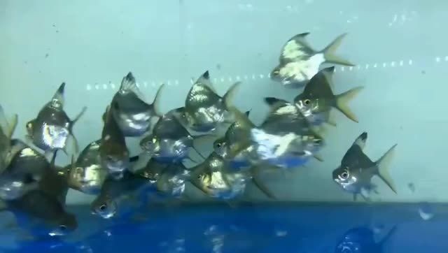 0號元寶鯽魚：0號元寶鯽魚的特點及其養殖要點 0號元寶鯽魚：0號元寶鯽魚的特點及其養殖要點 元寶鯽