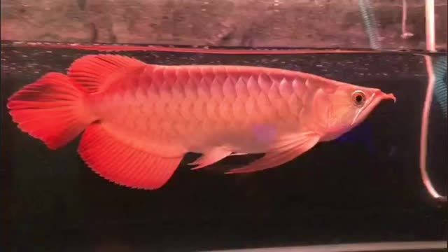 祥龍赫舞超血紅龍魚，祥龍赫舞超血紅龍魚是一種色彩鮮艷、形態獨特的觀賞魚，祥龍赫舞超血紅龍魚，色彩鮮艷、形態獨特的觀賞魚，祥龍赫舞超血紅龍魚，色彩鮮艷、形態獨特的觀賞魚 祥龍赫舞超血紅龍魚，祥龍赫舞超血紅龍魚是一種色彩鮮艷、形態獨特的觀賞魚，祥龍赫舞超血紅龍魚，色彩鮮艷、形態獨特的觀賞魚，祥龍赫舞超血紅龍魚，色彩鮮艷、形態獨特的觀賞魚 祥龍超血紅龍魚
