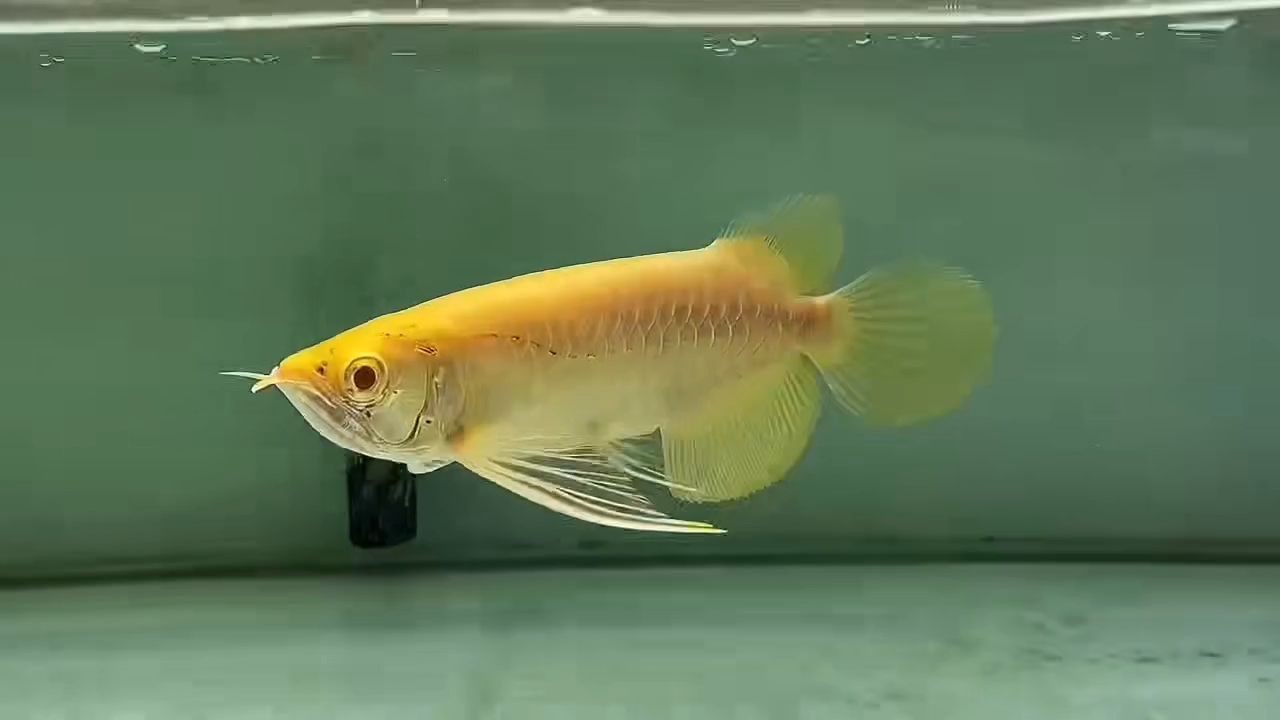 白子金龍魚2025，2025年白子金魚的養殖技術和管理方法，2025年白子金龍魚養殖技術與管理方法指南
