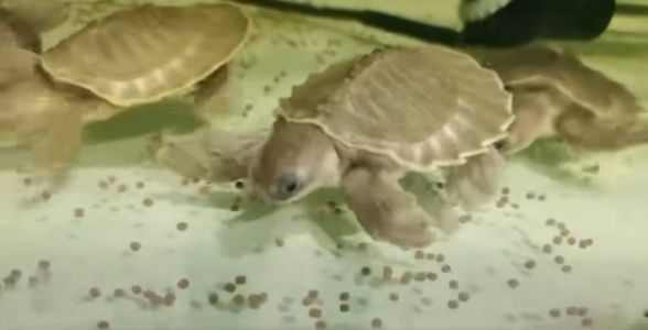飼料 豬鼻龜:獨特造型的水中珍寶 豬鼻龜 豬鼻龜:獨特造型的水中珍寶 豬鼻龜:獨特造型的水中珍寶 豬鼻龜