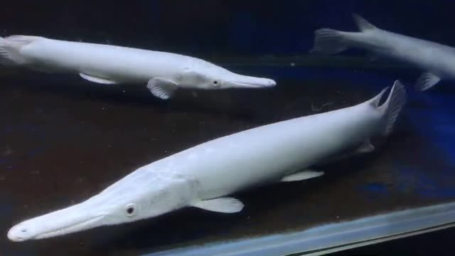 60公分白化火箭魚：白化火箭魚在水族館中被作為觀賞魚養(yǎng)殖者的研究和實(shí)驗(yàn)對象 60公分白化火箭魚：白化火箭魚在水族館中被作為觀賞魚養(yǎng)殖者的研究和實(shí)驗(yàn)對象 白化火箭魚