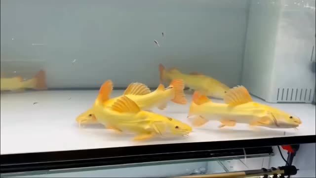 黃金貓魚202507：黃金貓魚202507值得一試的游戲黃金貓魚202507 黃金貓魚202507：黃金貓魚202507值得一試的游戲黃金貓魚202507 黃金貓魚