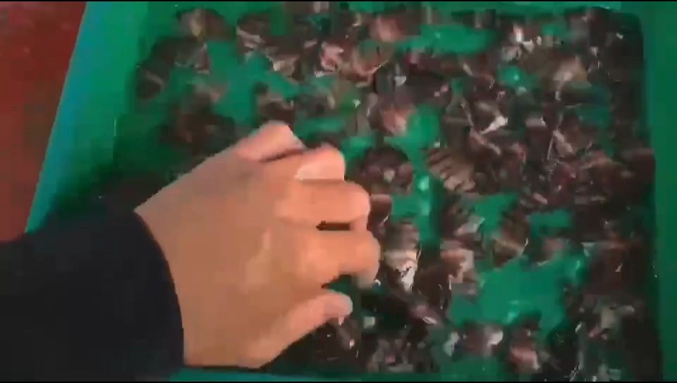 5cm粗紋虎魚批發：5cm粗紋虎魚批發, 5cm粗紋虎魚批發：5cm粗紋虎魚批發, 蘇虎