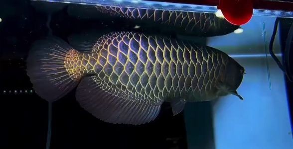 原生40公分古典過背金龍魚:水族箱的璀璨明珠