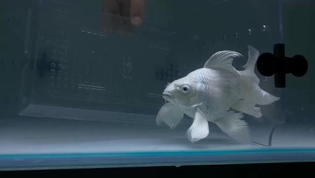 球形蝴蝶鯉魚批發(fā)：球形蝴蝶鯉魚在批發(fā)領(lǐng)域的銷售情況、價(jià)格趨勢(shì)以及市場(chǎng)前景 球形蝴蝶鯉魚批發(fā)：球形蝴蝶鯉魚在批發(fā)領(lǐng)域的銷售情況、價(jià)格趨勢(shì)以及市場(chǎng)前景 蝴蝶鯉