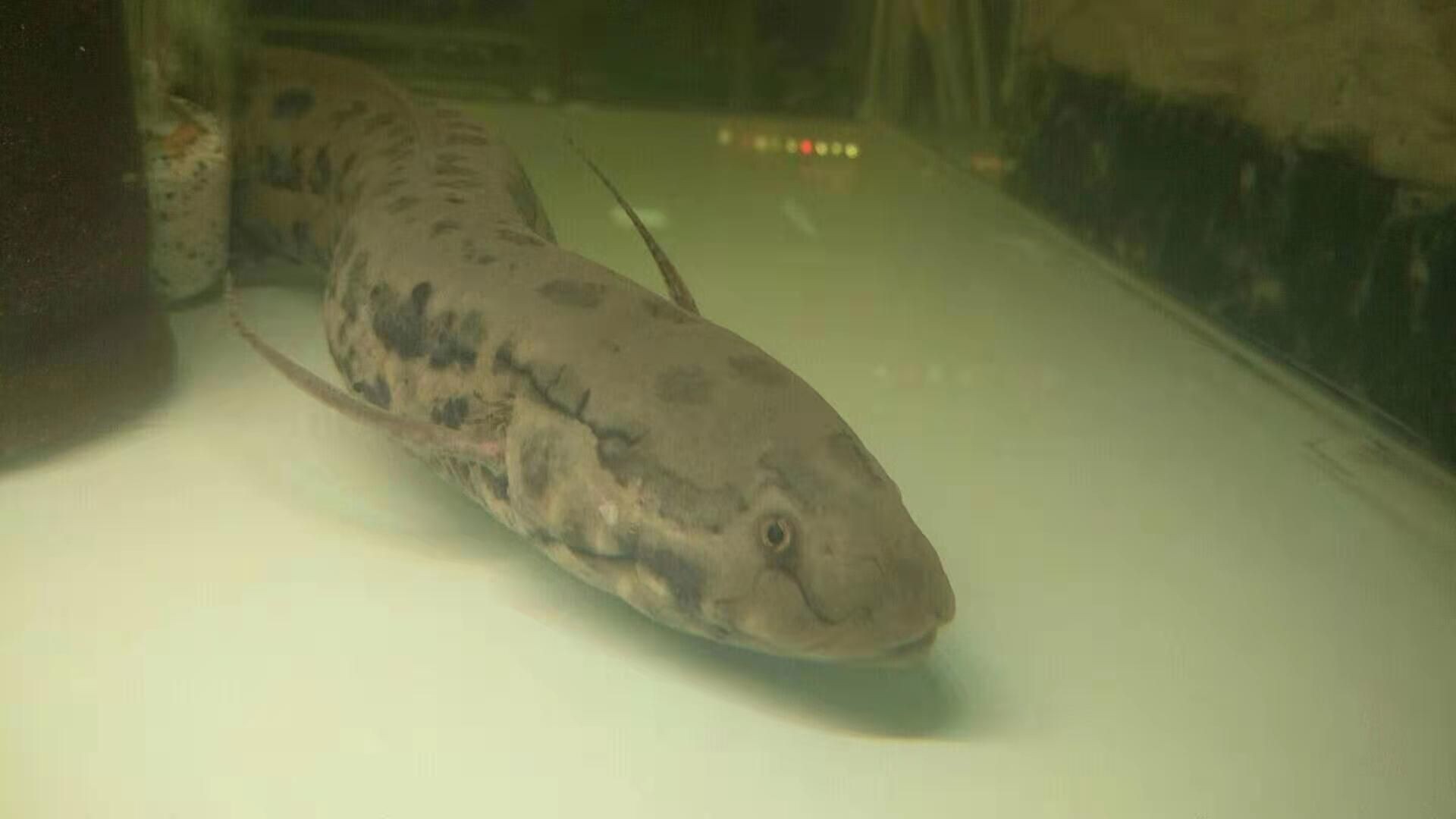 肺魚：肺魚是一種生活在水中的生活在水中的魚類，其特點是沒有內耳 肺魚：肺魚是一種生活在水中的生活在水中的魚類，其特點是沒有內耳 肺魚