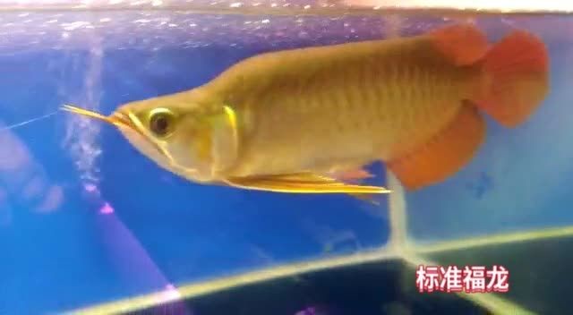 [2025]標準紅龍福龍：標準紅龍福龍是一種常見的風水魚 [2025]標準紅龍福龍：標準紅龍福龍是一種常見的風水魚 龍魚論壇