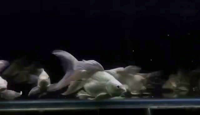球型蝴蝶鯉批發：球型蝴蝶鯉是一種受歡迎的觀賞魚以其獨特的體型和色彩而著稱 球型蝴蝶鯉批發：球型蝴蝶鯉是一種受歡迎的觀賞魚以其獨特的體型和色彩而著稱 蝴蝶鯉