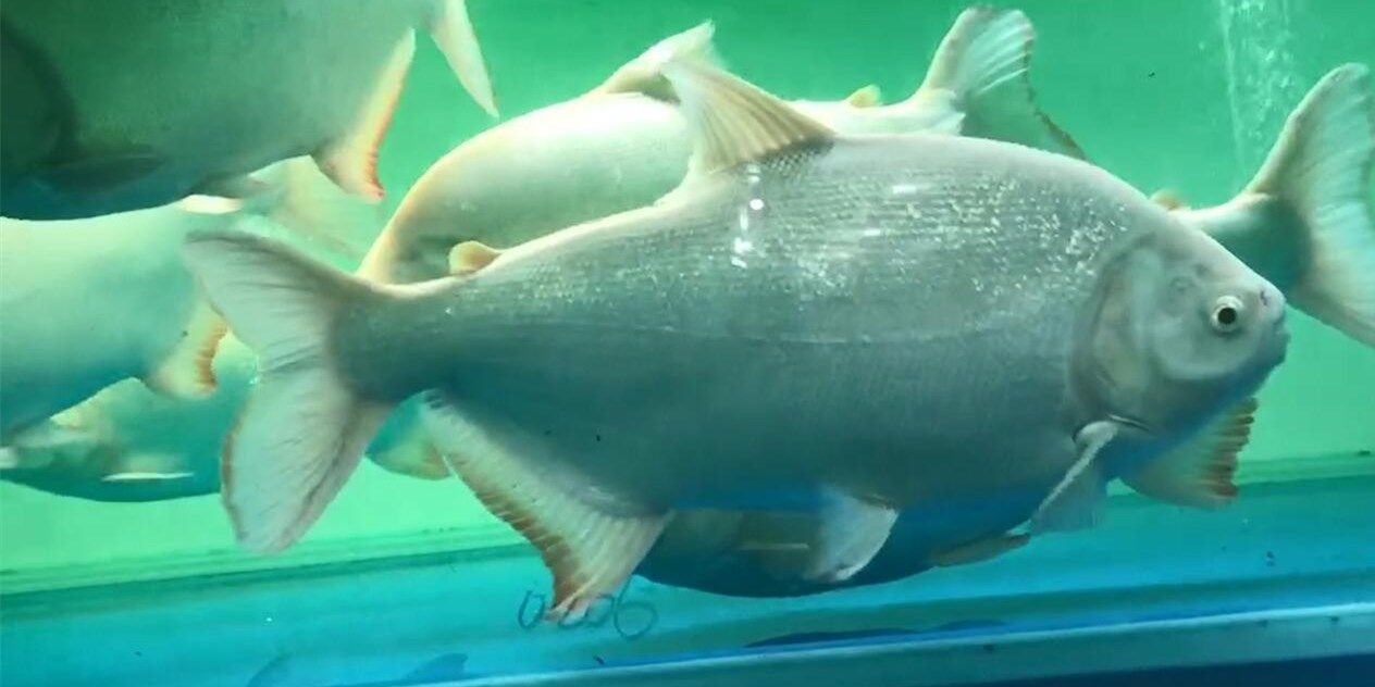 超級白子銀版魚45-50cm：超大型白鰱魚45-50cm規(guī)格實驗分析 超級白子銀版魚45-50cm：超大型白鰱魚45-50cm規(guī)格實驗分析 白子銀版魚
