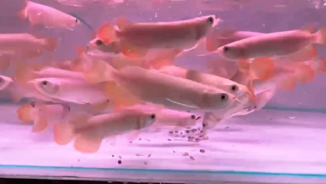 練手紅龍魚（新加坡紅龍）：練手紅龍魚的生物學特性、飼養方法和注意事項和注意事項 練手紅龍魚（新加坡紅龍）：練手紅龍魚的生物學特性、飼養方法和注意事項和注意事項 新加坡號半紅龍魚（練手級紅龍魚）