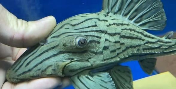 綠皮皇冠豹魚：獨特綠色魅力，水族箱中的綠色精靈