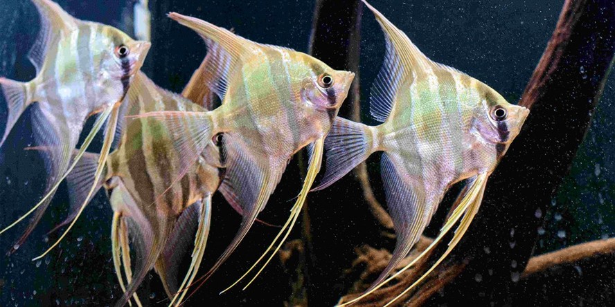 埃及燕魚、埃及神仙：埃及燕魚、埃及神仙魚的基本特點和養殖要點 埃及燕魚、埃及神仙：埃及燕魚、埃及神仙魚的基本特點和養殖要點 野生埃及神仙魚
