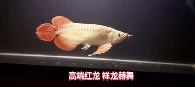 [2025]印尼魚場直選祥龍赫舞紅龍魚，印尼魚場直選祥龍赫舞紅龍魚，，直選祥龍赫舞紅龍魚印尼魚場新品發布，2025.07.19印尼魚場直選祥龍赫舞紅龍魚 [2025]印尼魚場直選祥龍赫舞紅龍魚，印尼魚場直選祥龍赫舞紅龍魚，，直選祥龍赫舞紅龍魚印尼魚場新品發布，2025.07.19印尼魚場直選祥龍赫舞紅龍魚 龍魚論壇