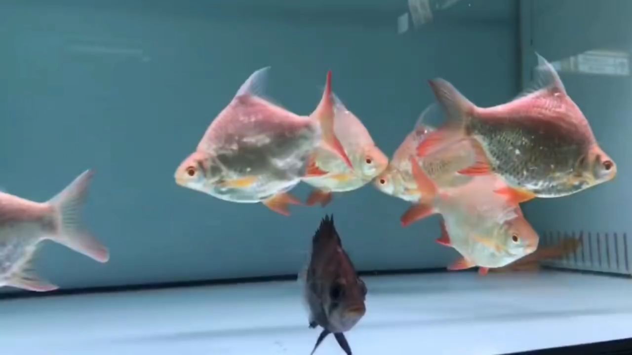 2025元寶鯽魚：2025元寶鯽魚養殖過程中可以節省一定的飼料成本