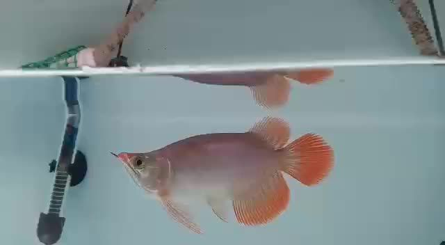 小紅龍福龍25公分紅龍：小紅龍福龍25公分紅龍的相關內容 小紅龍福龍25公分紅龍：小紅龍福龍25公分紅龍的相關內容 紅龍福龍魚