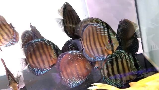 皇室藍彩（野彩魚）：皇室藍彩（藍彩魚） 皇室藍彩（野彩魚）：皇室藍彩（藍彩魚） 野彩魚