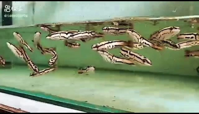 20240402014507171199350756171.jpg 黃金夢幻雷龍魚:黃金夢幻雷龍魚是一種備受觀賞魚愛好者青睞的魚類 黃金夢幻雷龍魚 20240402014507171199350756171.jpg 黃金夢幻雷龍魚:黃金夢幻雷龍魚是一種備受觀賞魚愛好者青睞的魚類 黃金夢幻雷龍魚