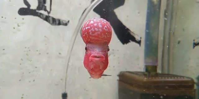 廣州羅漢魚批發：廣州羅漢魚批發市場 廣州羅漢魚批發：廣州羅漢魚批發市場 羅漢魚批發