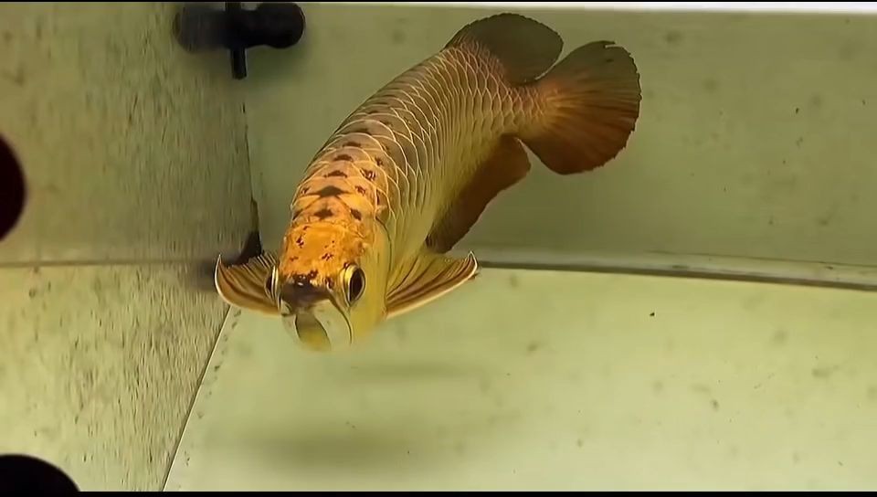 40公分金盔翡翠藍(lán)過背金龍魚：40公分金盔翡翠藍(lán)過背金龍魚體長達(dá)40厘米 40公分金盔翡翠藍(lán)過背金龍魚：40公分金盔翡翠藍(lán)過背金龍魚體長達(dá)40厘米 過背金龍魚