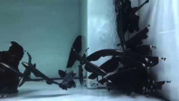 大么刀魚：大么刀魚大么 大么刀魚：大么刀魚大么 刀魚魚
