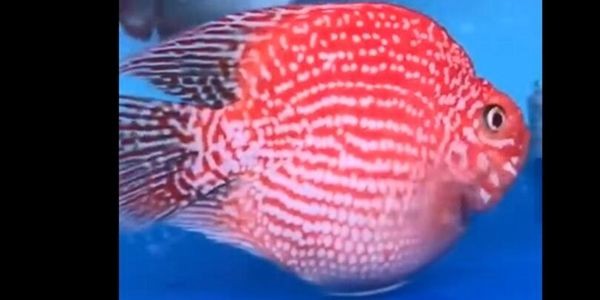 福滿鉆魚：福滿鉆魚是一種流行的中式烤魚 福滿鉆魚：福滿鉆魚是一種流行的中式烤魚 福滿鉆魚
