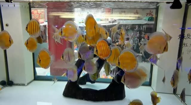野彩埃及神仙魚：野彩埃及神仙魚在水族箱中表現出較高的適應性，但需要謹慎管理