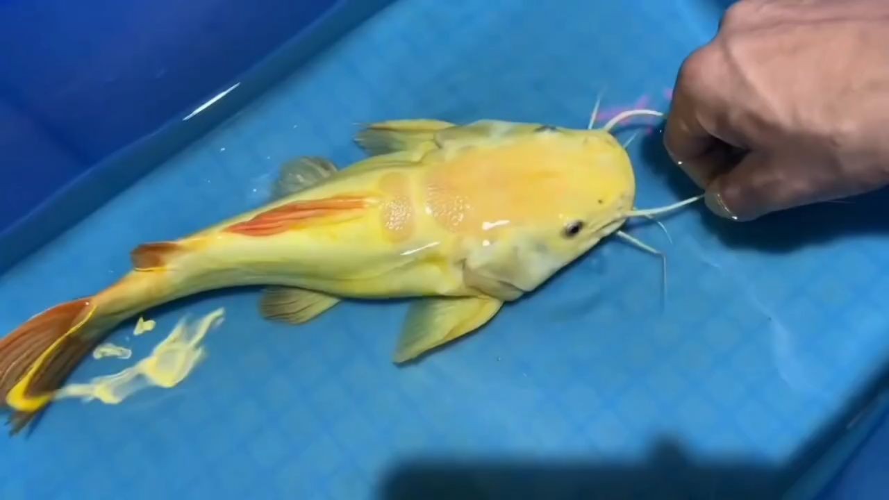 大尺寸黃金貓魚：養殖大尺寸黃金貓魚需要注意的問題 大尺寸黃金貓魚：養殖大尺寸黃金貓魚需要注意的問題 黃金貓魚