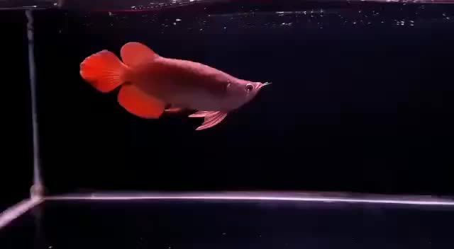 超短身體型漂亮的紅龍魚：超短身體型漂亮的紅龍魚，是一種體型嬌小、色彩艷麗的淡水觀賞魚 超短身體型漂亮的紅龍魚：超短身體型漂亮的紅龍魚，是一種體型嬌小、色彩艷麗的淡水觀賞魚 短身紅龍魚