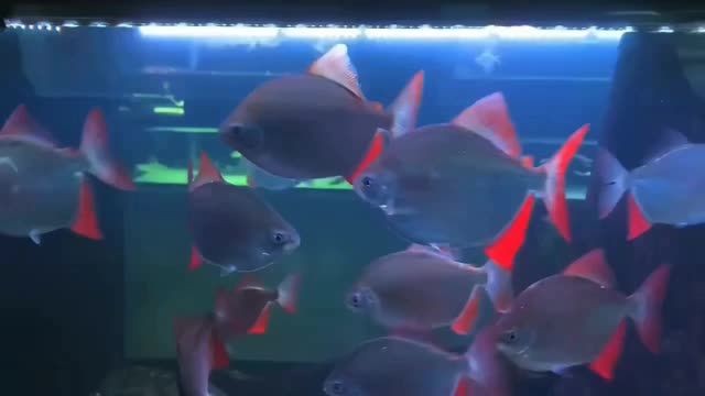 紅魔王銀版魚：紅魔王銀版魚是一種新型的觀賞魚 紅魔王銀版魚：紅魔王銀版魚是一種新型的觀賞魚 紅魔王銀版魚