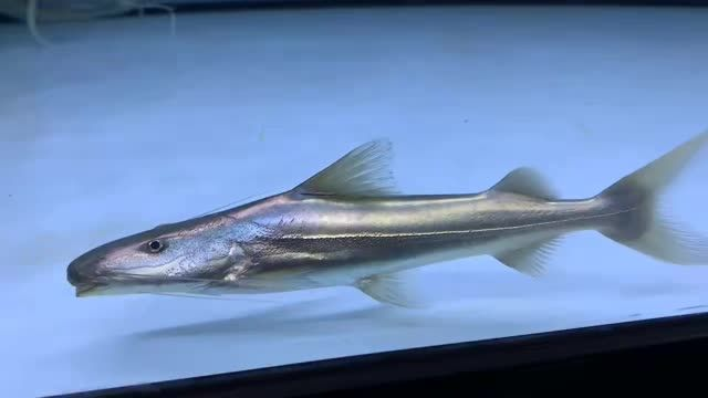 [2025]25cm月光鴨嘴魚：25cm月光鴨嘴魚摘要：一種25厘米長的淡水魚類