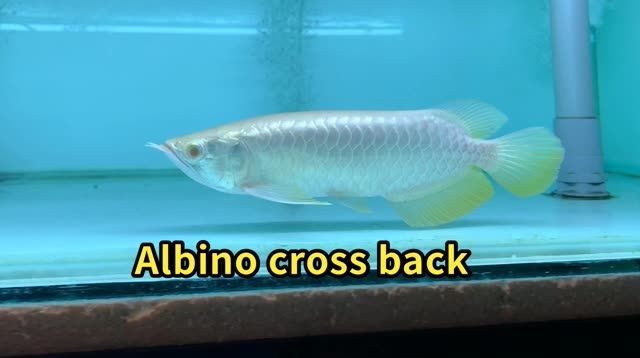 馬來(lái)西亞白子金龍魚，熱帶珍稀觀賞魚之王