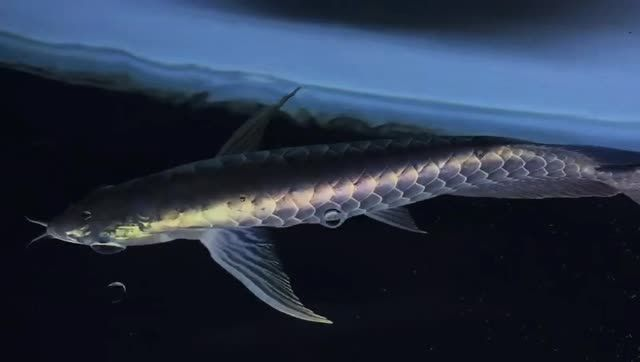 藍珀藍底過背金龍魚背部欣賞，藍底過背金龍魚背部欣賞，藍珀金龍魚背部欣賞，神秘藍底下的璀璨金龍 藍珀藍底過背金龍魚背部欣賞，藍底過背金龍魚背部欣賞，藍珀金龍魚背部欣賞，神秘藍底下的璀璨金龍 藍底過背金龍魚