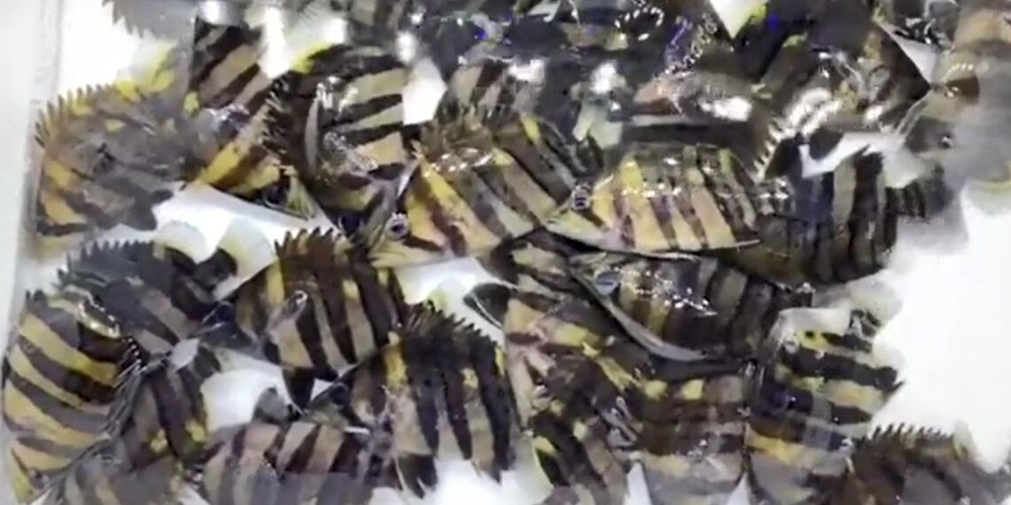 四紋虎魚：保護(hù)野生的四紋虎魚 四紋虎魚：保護(hù)野生的四紋虎魚 印尼四紋虎