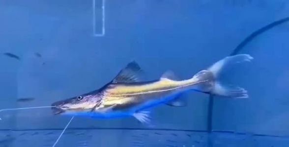 月光鴨嘴魚 月光鴨嘴魚,黑暗宇宙中滑行的神秘亮點,月光鴨嘴魚,暗夜深空的神秘掠影,月光鴨嘴魚,暗夜深空的神秘掠影 月光鴨嘴魚 月光鴨嘴魚,黑暗宇宙中滑行的神秘亮點,月光鴨嘴魚,暗夜深空的神秘掠影,月光鴨嘴魚,暗夜深空的神秘掠影 月光鴨嘴魚,黑暗宇宙中滑行的神秘亮點,月光鴨嘴魚,暗夜深空的神秘掠影,月光鴨嘴魚,暗夜深空的神秘掠影 月光鴨嘴魚