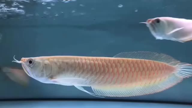 血框鯊魚嘴白子銀龍魚：血框鯊魚嘴白子銀龍魚是一種觀賞價值極高的觀賞價值極高的魚類 血框鯊魚嘴白子銀龍魚：血框鯊魚嘴白子銀龍魚是一種觀賞價值極高的觀賞價值極高的魚類 紅化白子銀龍