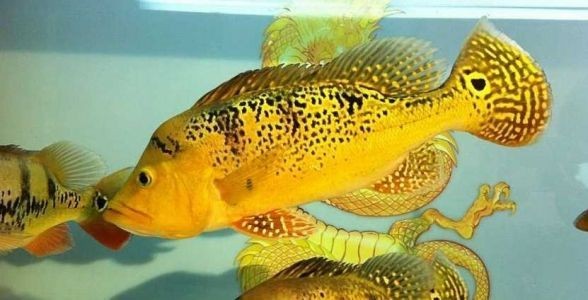 巴西亞魚：熱帶水族箱的明星，探秘其獨(dú)特魅力與飼養(yǎng)之道 巴西亞魚：熱帶水族箱的明星，探秘其獨(dú)特魅力與飼養(yǎng)之道 巴西亞魚