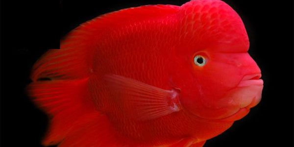 [2025]財神鸚鵡魚：財神鸚鵡魚是一種受歡迎的觀賞魚，它們是一種受歡迎的觀賞魚 [2025]財神鸚鵡魚：財神鸚鵡魚是一種受歡迎的觀賞魚，它們是一種受歡迎的觀賞魚 龍魚論壇