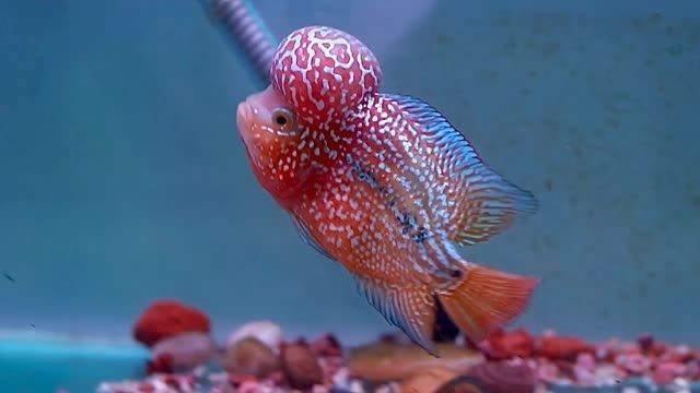 極品金花羅漢魚：極品金花羅漢魚的飼養要求以及養護技巧 極品金花羅漢魚：極品金花羅漢魚的飼養要求以及養護技巧 羅漢魚批發