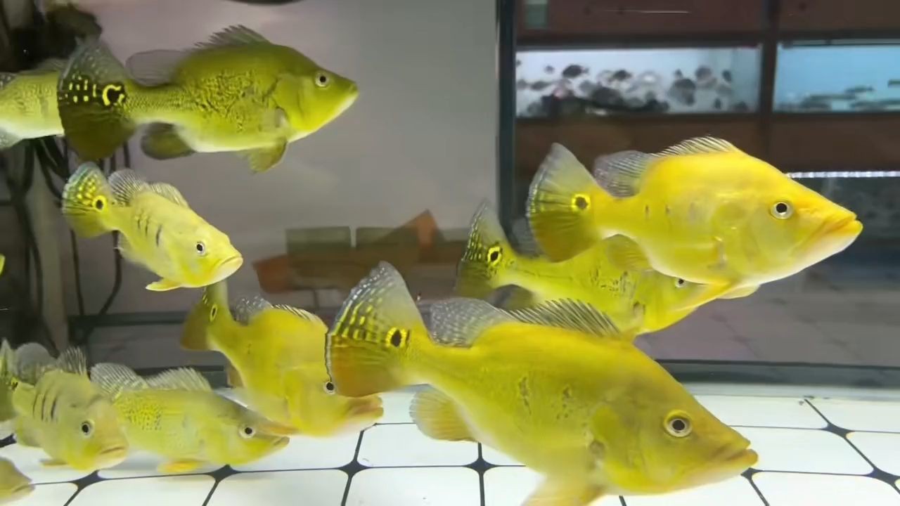 精品短身黃金巴西亞：巴西亞金魚是一種受歡迎的淡水魚類其體型短而緊湊 精品短身黃金巴西亞：巴西亞金魚是一種受歡迎的淡水魚類其體型短而緊湊 巴西亞魚