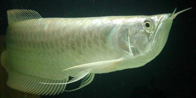 [2025]中等尺寸銀龍魚：銀龍魚是一種中等尺寸、顏色鮮艷的魚類