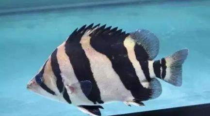 印尼虎魚苗混養(yǎng)疾病預防，印尼虎魚苗混養(yǎng)常見疾病預防和治療印尼虎魚苗混養(yǎng)密度控制 印尼虎魚苗混養(yǎng)疾病預防，印尼虎魚苗混養(yǎng)常見疾病預防和治療印尼虎魚苗混養(yǎng)密度控制 虎魚百科 第1張