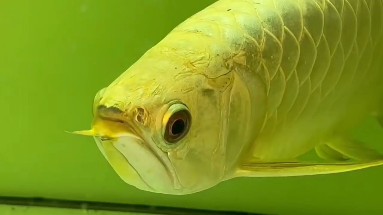 2025極品金頭過背金龍魚：2025年極品金頭過背金龍魚 2025極品金頭過背金龍魚：2025年極品金頭過背金龍魚 金頭過背金龍魚