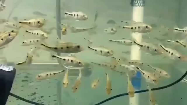 巴西亞魚苗批發(fā)：巴西亞魚苗批發(fā)是一種商業(yè)活動 巴西亞魚苗批發(fā)：巴西亞魚苗批發(fā)是一種商業(yè)活動 巴西亞魚