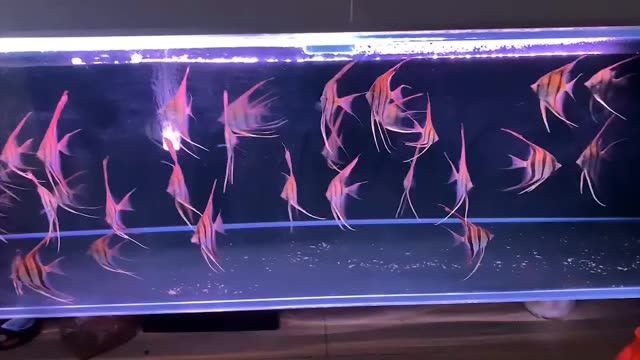 圣菲埃及魚：圣菲埃及魚在現代社會中的地位 圣菲埃及魚：圣菲埃及魚在現代社會中的地位 野生埃及神仙魚