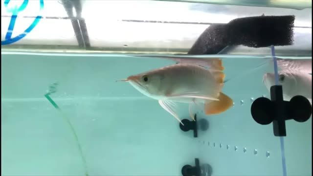 新到一組印尼小紅龍：新到一組印尼小紅龍包括它們的外觀(guān)描述、生活習(xí)性以及繁殖方法等關(guān)鍵信息 新到一組印尼小紅龍：新到一組印尼小紅龍包括它們的外觀(guān)描述、生活習(xí)性以及繁殖方法等關(guān)鍵信息 印尼小紅龍
