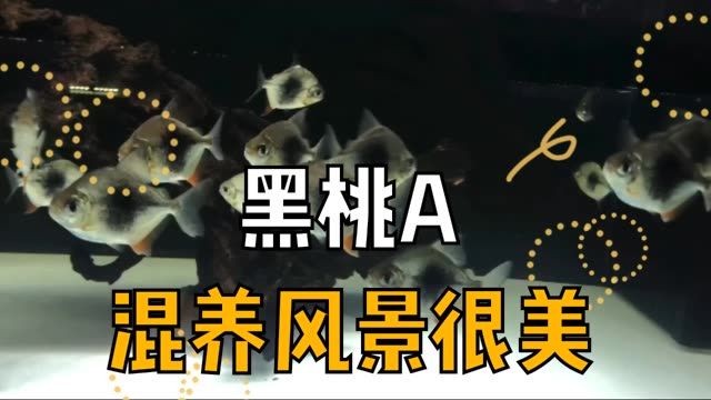 黑桃A群養(yǎng)也是漂亮的風(fēng)景，黑桃a群養(yǎng)的景觀價(jià)值，黑桃A群養(yǎng)，打造獨(dú)特景觀的視覺(jué)盛宴 黑桃A群養(yǎng)也是漂亮的風(fēng)景，黑桃a群養(yǎng)的景觀價(jià)值，黑桃A群養(yǎng)，打造獨(dú)特景觀的視覺(jué)盛宴 黑桃A魚